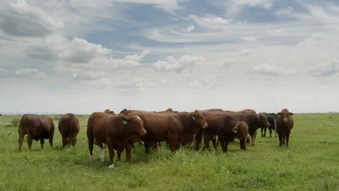 RED ANGUS CATTLE 3 Stock Footage 96164571