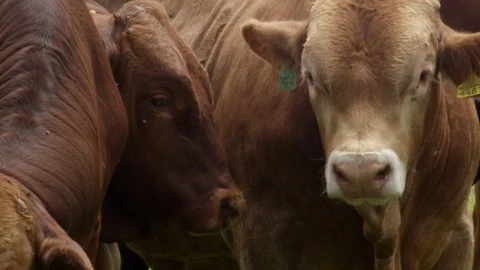 RED ANGUS CATTLE Stock Footage 96127597