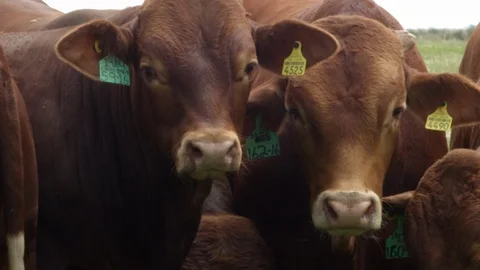 RED ANGUS CATTLE Stock Footage 96164622