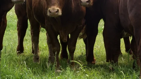 RED ANGUS CATTLE Stock Footage 96164694