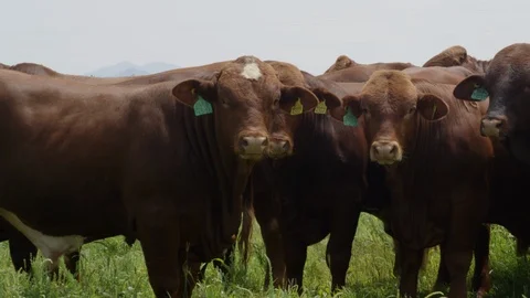 RED ANGUS CATTLE Stock Footage 96164759