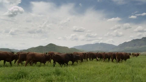 RED ANGUS CATTLE Stock Footage 96170631