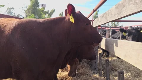 Red Angus cow in a pen. Close side view. 4K Stock Footage 320140146