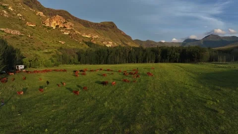 Red angus cows in a pasture at sunset 1 Stock Footage 304542820