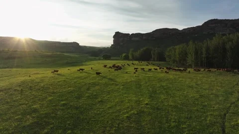 Red angus cows in a pasture at sunset 2 Stock Footage 304544756
