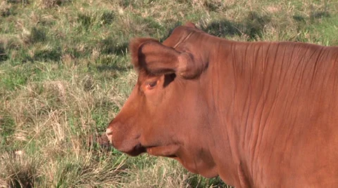 Red Angus heifer Video stock 34204874
