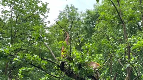 Red animal with a fluffy tail on a tree Stock Footage 296432017