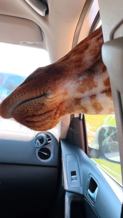 Red animal muzzle picks into the opened car window. Giraffe looks for food from Stock Footage 327079485
