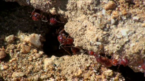 Red Ant Action Stock Footage