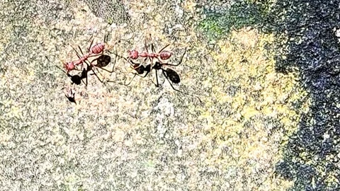 Red ant activities. Stock-Footage 322557296