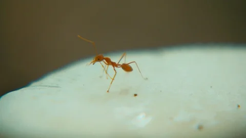 Red ant activities macro shot, Closeup ants standing on white mushroom Stock Footage 121089522