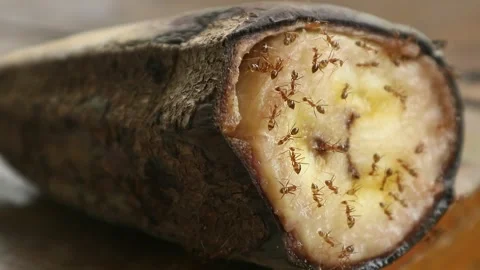 Red ant activity on banana fruit Stock-Footage 330752664