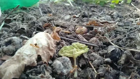 Red ant activity 스톡 동영상 242669513