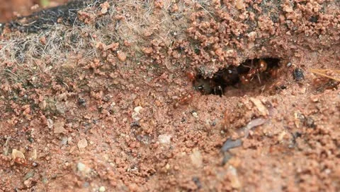 Red ant and anthill Stock Footage 10869052