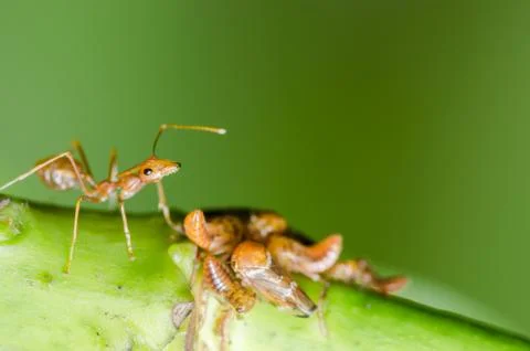 Red ant and aphid on the leaf Stock Photos