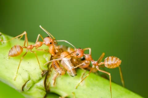 Red ant and aphid on the leaf Stock Photos