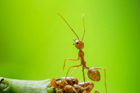Red ant and aphid on the leaf Stock Photos