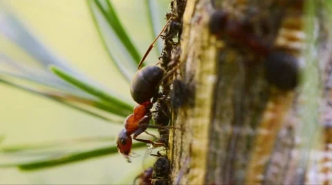 Red ant and aphids and trofallaxis 스톡 동영상 56728585