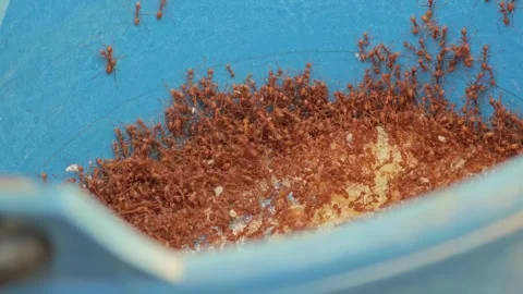 Red ant​ and eggs in blue bucket. Stock Footage 306285924