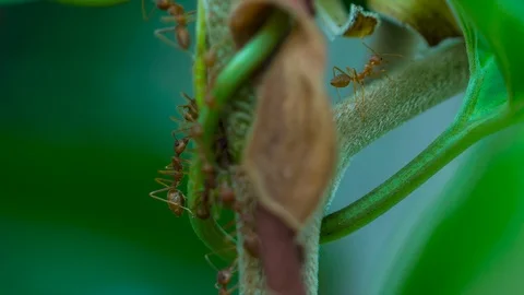 Red Ant are walking on the tree branch Stock Footage 93053978