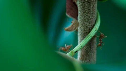 Red Ant are walking on the tree branch Stock Footage 93053990