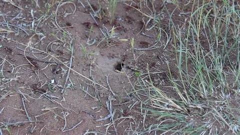 Red ant bed Video stock 79664673