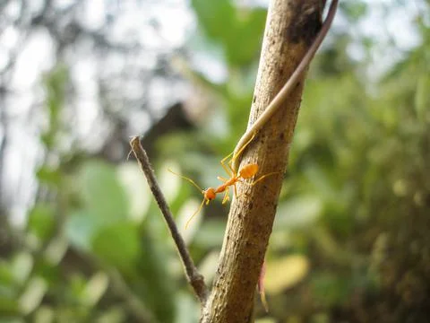 Red ant on a branch Stock Photos