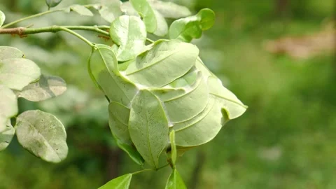 Red ant building an ant nest with leaves on the tree, close-up shot of the ant . Stock Footage 240272429