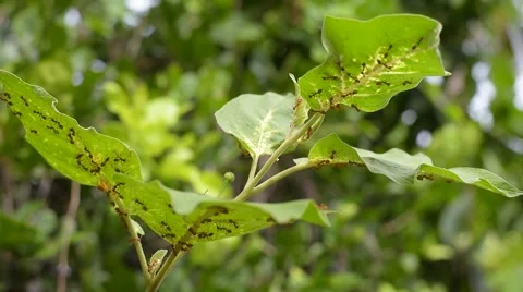 Red Ant closeup on leaf eggplant , thailand Stock Footage 67531520
