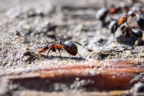 Red ant closeup sand Stock Photos