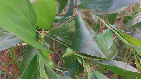 Red ant colony Stock Footage 197052820