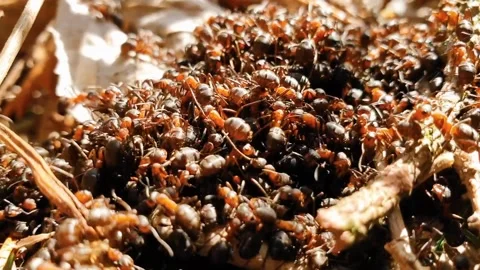 Red ant colony Stock Footage 219861434