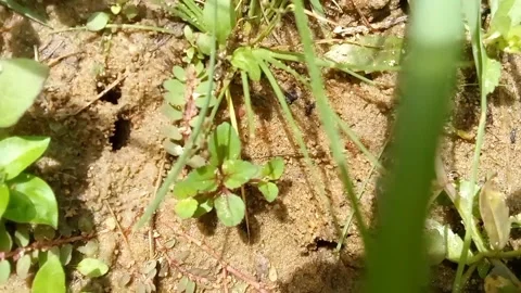 Red ant colony Stock Footage 300337756