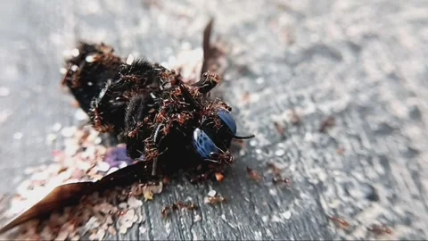 A red ant colony versus a dead black bee Stock Footage 246754799