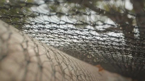 Red ant crawling on metal wire mesh fence macro Stock Footage 333114426