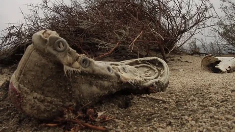 Red Ant Crawls by Old Shoe in Desert Stock Footage 82447116