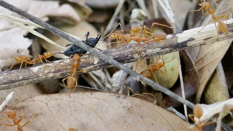 Red ant Eat insect Stock Footage 78707868