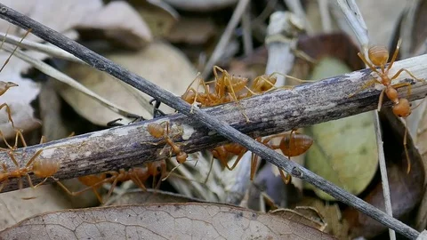 Red ant Eat insect Stock Footage 78708064