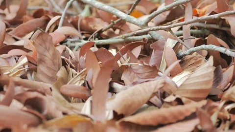 Red Ant eat insect move the bait back to the nest. Stock Footage 75435927