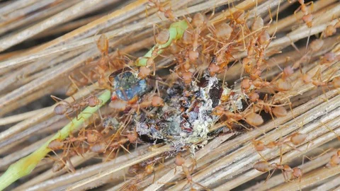 Red Ant eat insect move the bait back to the nest. Stock Footage 75436357