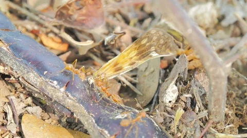 Red Ant eat insect move the bait back to the nest. Stock Footage 75437109