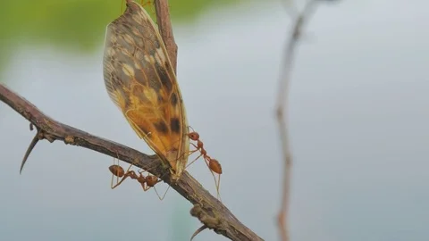 Red Ant eat insect move the bait back to the nest. Stock Footage 75437713