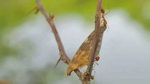 Red Ant eat insect move the bait back to the nest. Stock Footage 75437876