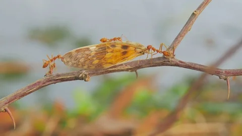 Red Ant eat insect move the bait back to the nest. Stock Footage 75438032
