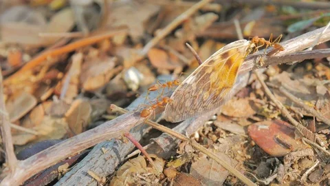 Red Ant eat insect move the bait back to the nest. Stock Footage 75438231