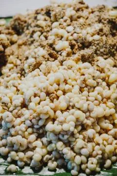 Red ant egg Foto stock