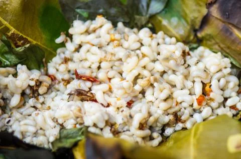 Red ant eggs Stock Photos