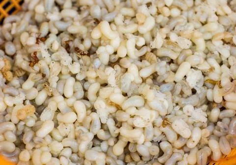 Red ant eggs Stock Photos