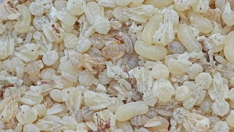 Red ant eggs on a tray. Stock Footage 306285693