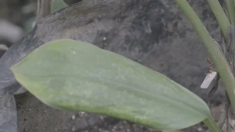 A red ant is fighting a tiny white moth Stock Footage 222611875